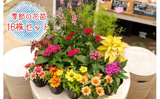 お花 季節の 花苗 16株 セット 寄せ植え 花 プレゼント ギフト 静岡 沼津 母の日 父の日