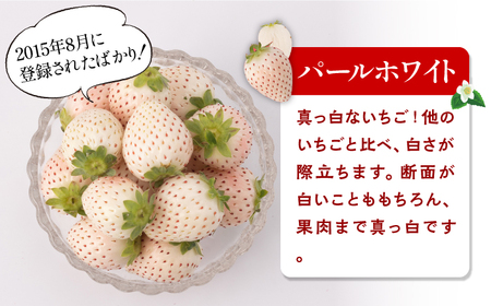 【10月1日金額改定予定！】【先行予約】【全4回定期便】紅白いちご（恋みのり・パールホワイト）/ いちご イチゴ 苺 果物 フルーツ 定期便 / 佐賀県ふるさと納税 [41AAZZ002]
