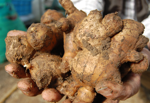 囲生姜 約1.2kg 生姜 しょうが ショウガ ジンジャー 囲い生姜  国産 薬味 辛み 香り スパイス 野菜 煮物 炒め物 ガリ 紅生姜 ジンジャーシロップ 生姜ジャム 土佐 産地直送 高知県 大月