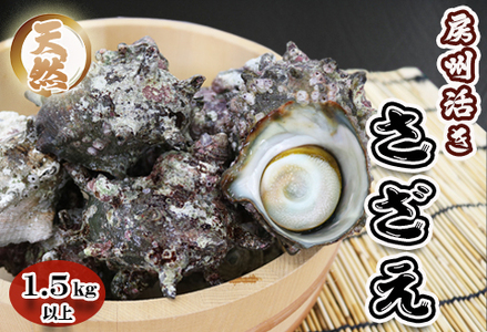 《配送受付 令和7年5月末日まで》【漁協直送！】《数量限定》天然 活き『房州サザエ』 1.5kg以上（８～12個）　[0015-0051]