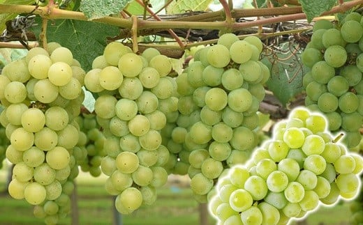 08-01-017　ぶどう(ナイアガラ)4kg