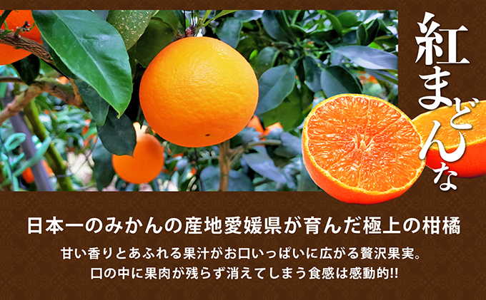 【100箱限定！申込11/20まで】愛媛県産 紅まどんな 「青秀」JA正規品 約3kg10玉～15玉入り 数量限定 12月～順次発送＜柑橘 甘い 高級 極上 JA直送 正規みかん 愛果28号＞
