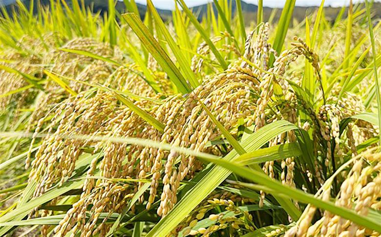 【令和8年産 新米予約】波佐見町産 なつほのか 5kg 米Next 白米 [CH01]