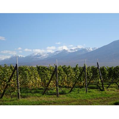 ふるさと納税 上富良野町 【野生酵母&無濾過】辛口白ワイン5本セット 多田ワイナリー |  | 03