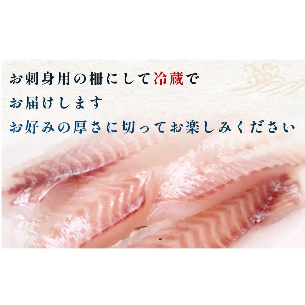 【３回 定期便】 氷見漁港朝どれ！旬の新鮮刺身おまかせセット ２、３人前（３月・６月・１１月）