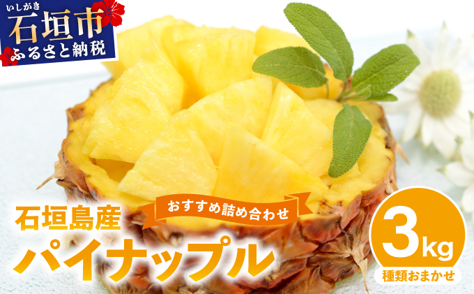 石垣島産パイナップル　2～6個　約3kg《2025年5月から順次発送いたします》KP-14
