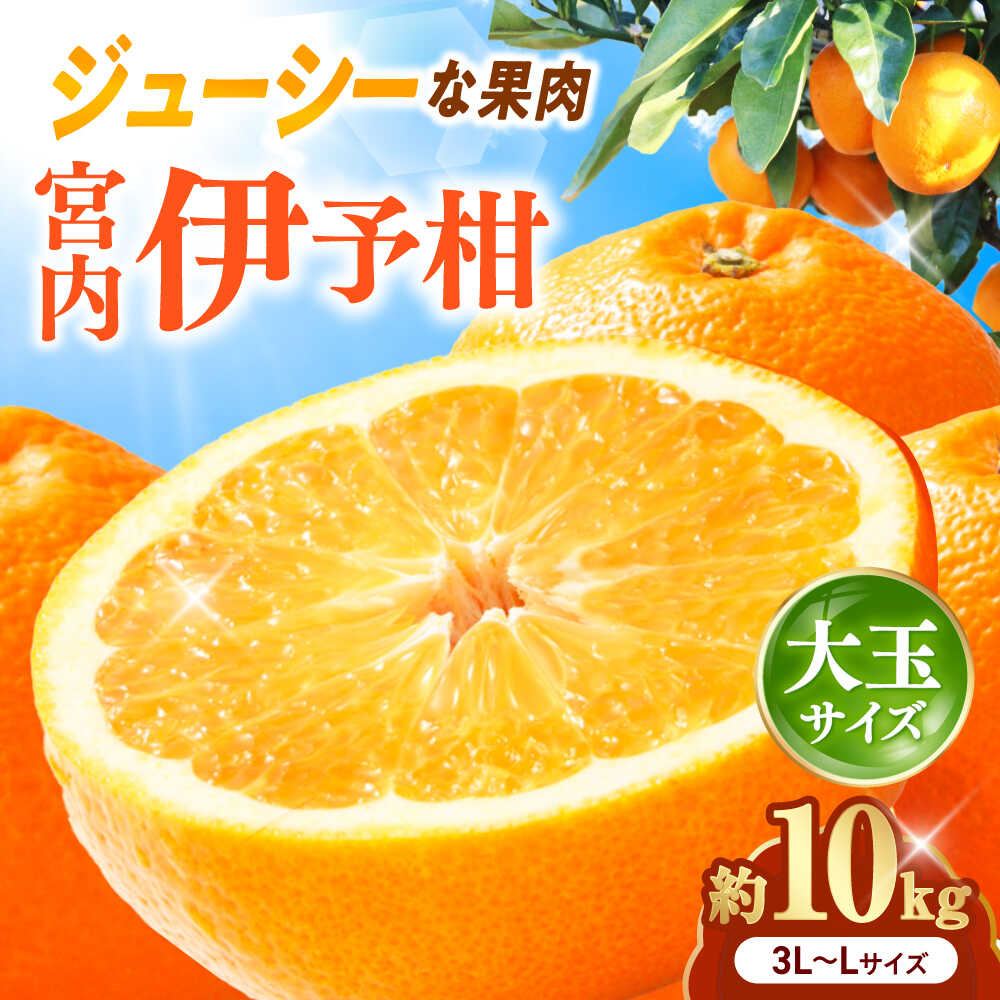 【ふるさと納税】みかん 宮内伊予柑 いよかん 約10kg 3L-L サイズ【1月から2月中旬まで順次発送】/ フルーツ 果物 蜜柑 ミカン オレンジ 甘い 先行予約 10kg 愛媛 濃厚 甘み 酸味 フレッシュな香り ジューシー 果汁 旬 / 愛媛県砥部町/えひめ中央農業協同組合[BJCG004]