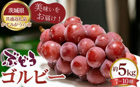【先行予約】ぶどう　ゴルビー　約5kg（7～10房）【茨城県共通返礼品 かすみがうら市】 No.618