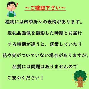 実と花が同時に楽しめる!白花　イチゴノキ　(庭木・果樹)【1097126】