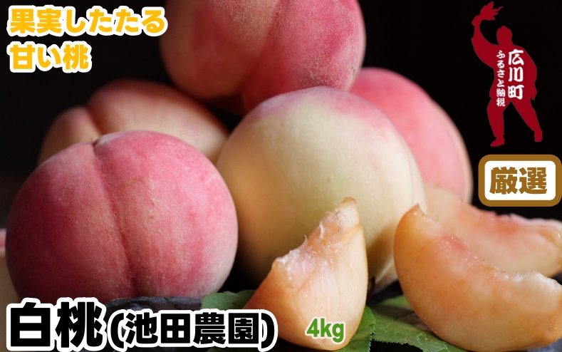 厳選 白桃 4kg / 桃 もも 甘い 高級 和歌山 ※7月上旬～7月下旬に順次発送 ※北海道・沖縄・離島への配送不可 【ikd501-p-4】
