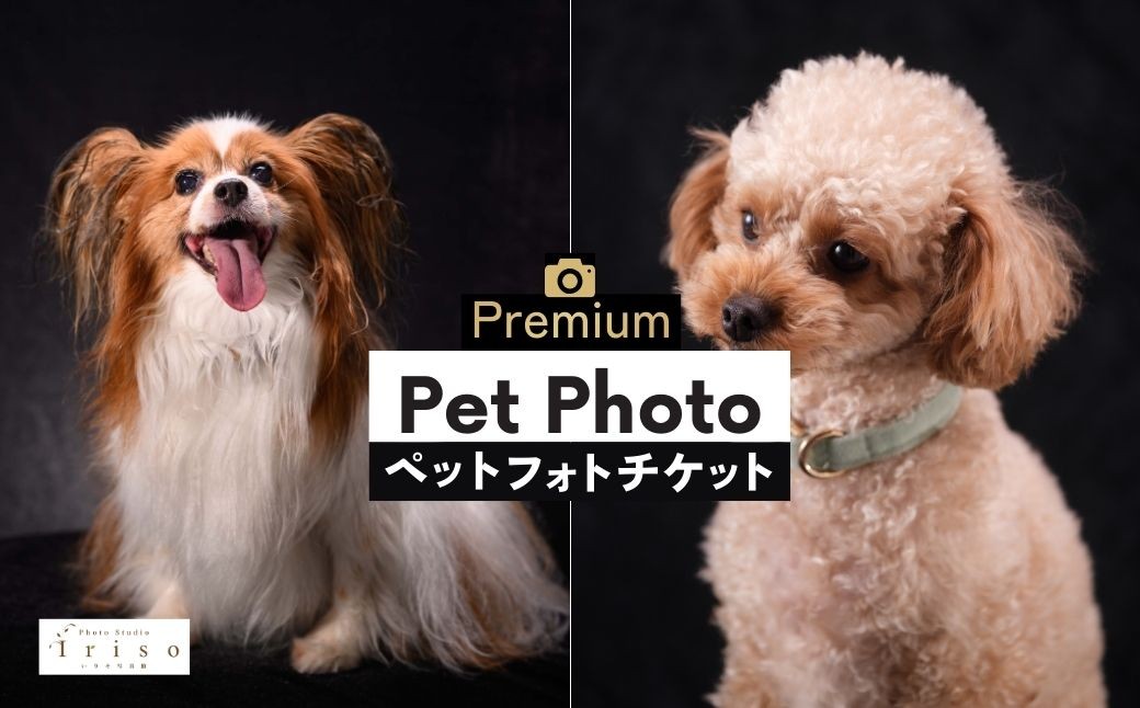 
                  ペット撮影 プレミアムフォト撮影チケット | ペット撮影 ペット ペットフォト ペット写真 記念写真 チケット 犬 猫 撮影 記念撮影 フォト フォトスタジオ カメラマン いりそ写真館 埼玉県 狭山市
                