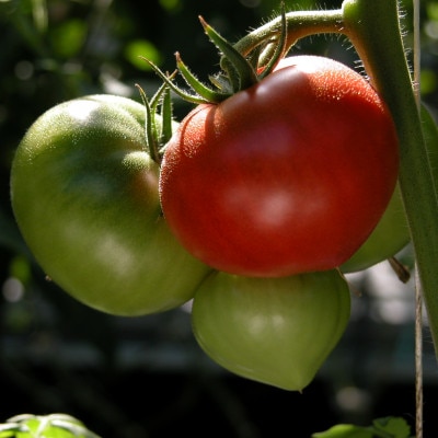 感動のフルーツトマト「深層水トマト」3キロ