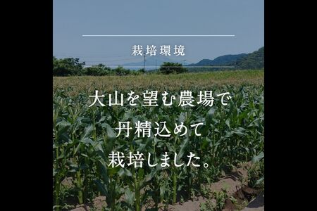 南部町産 朝採れスイートコーン5kg箱 食べくらべセット（バイカラー種・ホワイト種）2026年収穫分＜数量限定＞