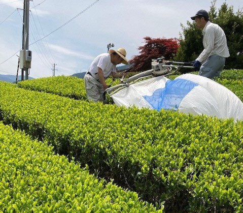 茶畑での作業風景