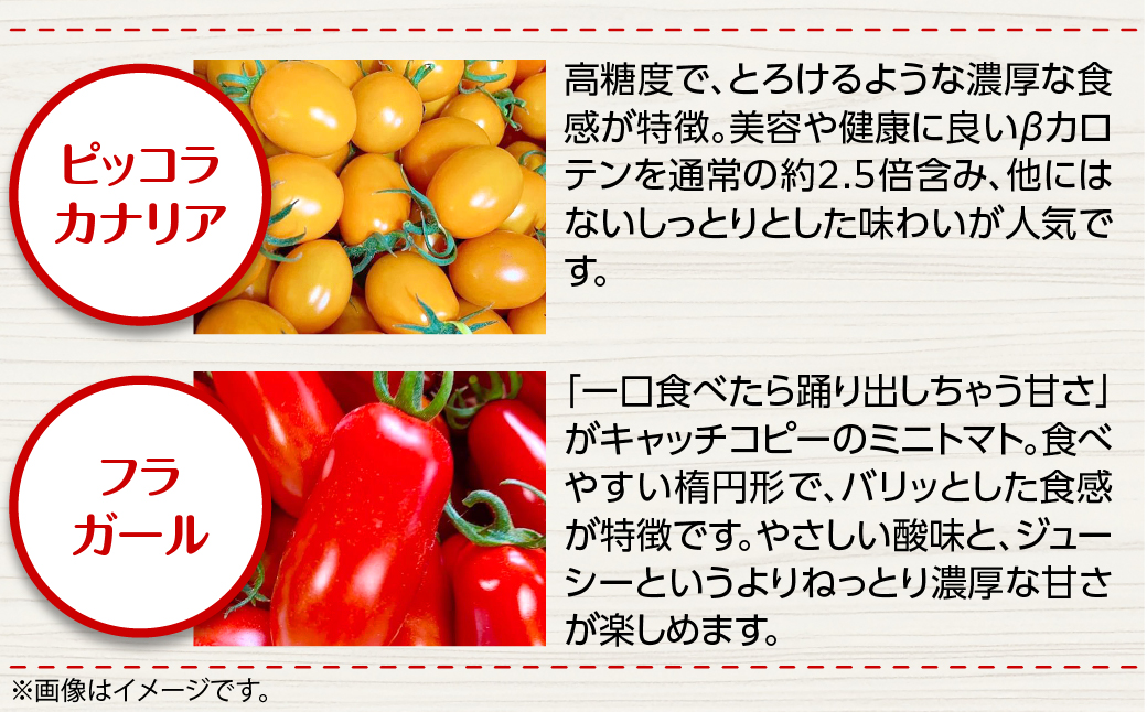 ＜2026年7月上旬よりお届け＞カラフルミニトマト約2.7kg 【農園直送】北海道壮瞥産 SBTO004
