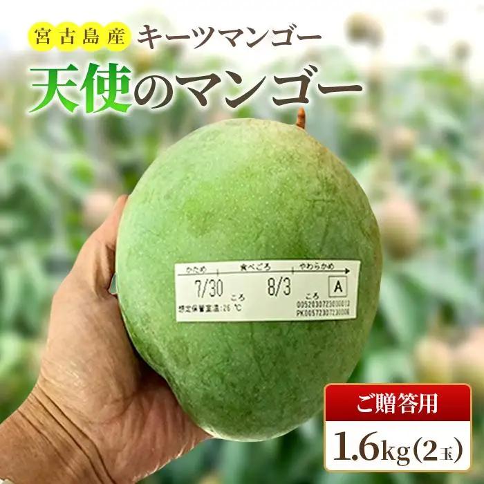 《先行予約 2027年発送》『天使のマンゴー』宮古島産キーツマンゴー  1.6kg （2玉）【ご贈答用】「LA MANGUE BLEUE」農家直送（GZ004）