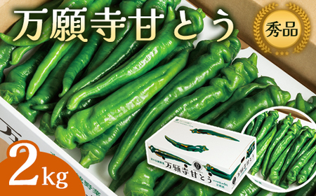 万願寺甘とう 秀品 2kg 【 京野菜 万願寺 とうがらし 】