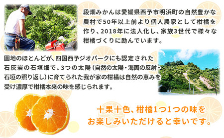 ＜河内晩柑 約7kg＞ 果物 くだもの みかん ミカン 柑橘 フルーツ かわちばんかん カワチバンカン ジューシーフルーツ 愛南ゴールド 御荘柑 国産 7キロ 特産品 産地直送 段畑みかん 愛媛県 西