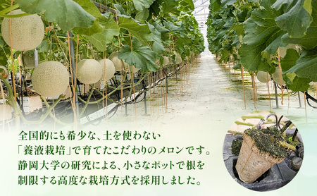 メロン 8月納品 静岡県産 アールスメロン 箱入り 1玉(約1.5kg) 果物 くだもの 果実 養液栽培 ポット 希少 甘み 島田市 静岡県