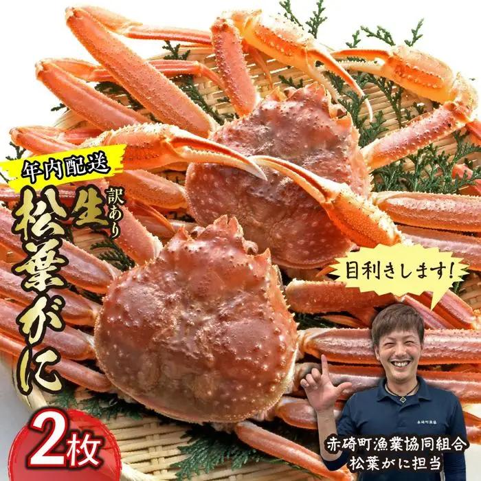 先行予約 訳あり 松葉ガニ 生 2枚 年内配送 カニ