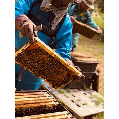 ふるさと納税 大牟田市 坂井養蜂場　昔ながらの蜂蜜　550g　2本組 |  | 03