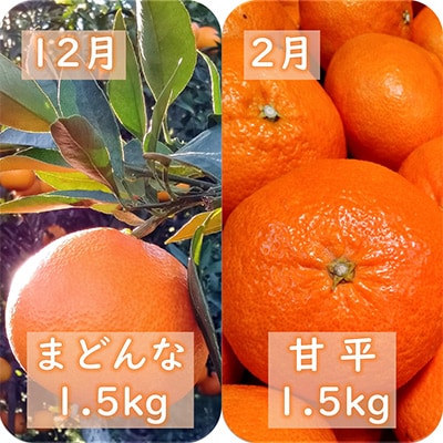 【発送月固定定期便】愛咲果樹園「愛媛の柑橘定期便」(12月と2月)全2回【D71−17】【4002837】