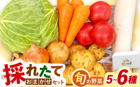 採れたてお野菜おまかせセット（5～6種）/ 野菜 やさい 野菜セット 野菜詰め合わせ 詰め合わせ セット / 大村市 / かとりストアー[ACAN104]