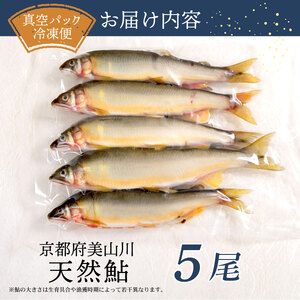 美山川の天然鮎 5尾【鮎】