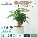 【ふるさと納税】ハイドロカルチャー パキラ モノトーン 130 陶器鉢 水位計つきセット 陶器鉢 土無し インテリア 緑 グリーン 植物 簡単 初心者 かわいい 自然 おしゃれ 送料無料 Green Walk グリーンウォーク 愛知県 豊橋市