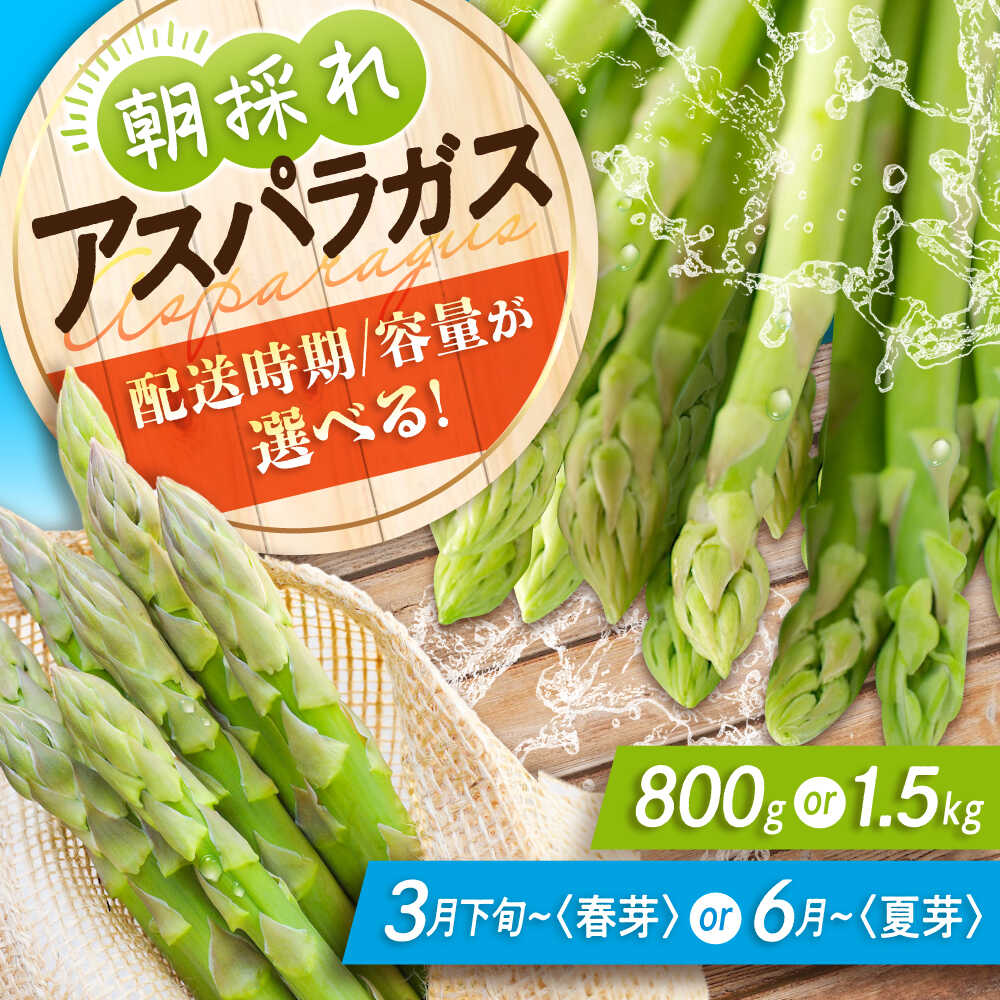 【ふるさと納税】【スピード発送】アスパラ ＜選べる容量＞ アスパラガス 朝採れ（約800g or 約1.5kg）先行予約 とれたて 採れたて 朝採れ やさい 旬 春野菜 夏野菜 野菜 人気 おすすめ 産地直送 国産 送料無料 ギフト 贈り物 プレゼント 三次市 / 福分アスパラ[APAU001]