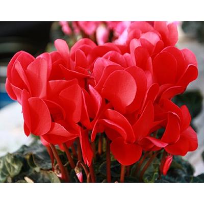 ふるさと納税 藤枝市 高級感溢れるボリュームのシクラメン鉢植え 赤系6号鉢入