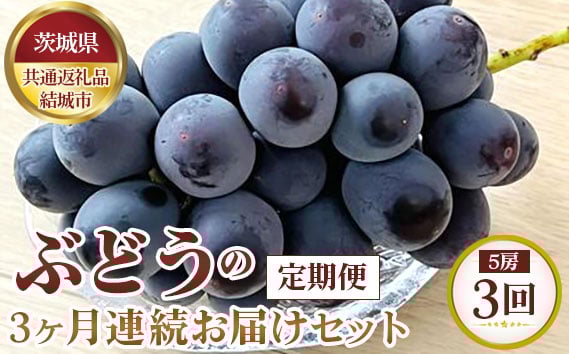 
                  【先行予約】ぶどうの3ヶ月連続お届けセット　5房×3回【茨城県共通返礼品 結城市】 ／ 旬 新鮮 葡萄 ブドウ 果物 フルーツ 茨城県 特産品 No.327 
                