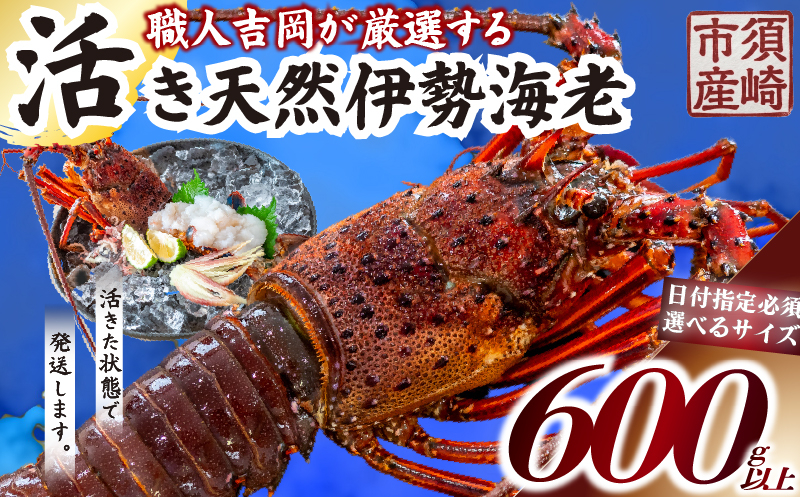 【伊勢海老】 活き伊勢海老 600g以上 600g以上
