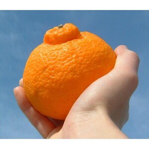 「デコ」不知火[約2.8kg]湯浅町田村産 春みかん(サイズおまかせ)【1223187】