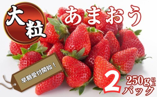 【先行予約】 大粒 福岡県産 あまおう 250g 以上 × 2パック ブランド いちご ~ 産地 苺 アイス 甘い ランキング おすすめ 博多 ギフト 業務用 特徴 旬 時期 赤い 丸い 大きい うまい 由来 2L 3L 4L グランデ かき氷 ストロベリー 季節 ケーキ 高級 大粒 酸味 甘酸っぱい 糖度 等級 人気 農家 農園 有名 予約 ~ S10501701