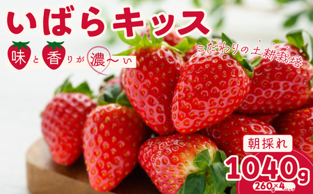 【2026年/先行予約】茨城県品種いちご いばらキッス(４パック×1箱)【1月～発送】| いちご いちご いちご いちご いちご