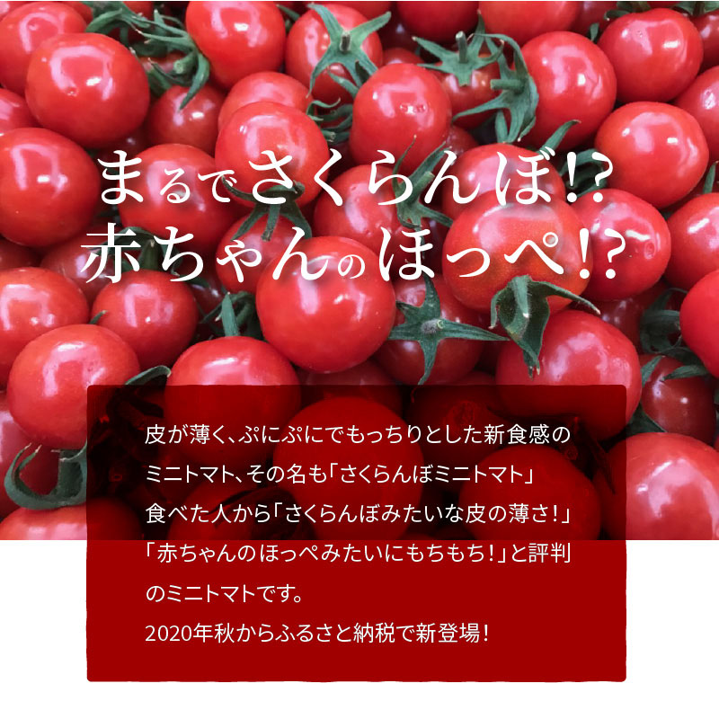 衝撃の一粒!!奇跡のさくらんぼミニトマト(プチぷよ) 約1kg 野菜ソムリエサミット 金賞 受賞 長田農園 産地直送 トマト とまと 野菜 やさい フルーツ サラダ 濃厚 甘い ご褒美 プレゼント 美容 健康 リピート多数 人気 高評価 数量限定 碧南市 H004-118_Apr