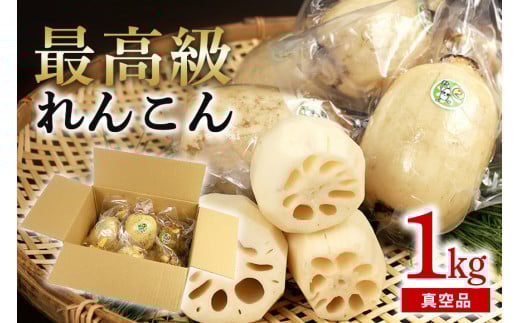 【最高級Bigれんこん珠美】真空品 1kg 期間限定 れんこん 真空 パック 保存 レンコン 蓮根 贈答 お祝い 贈り物 国産 77-C