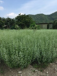 GE-05　無農薬ハーブ園から採取した超希少な日本ミツバチの蜂蜜