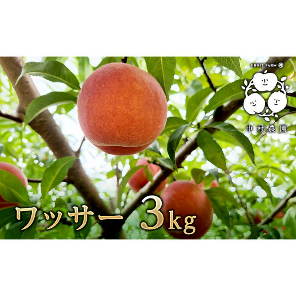 【ふるさと納税】フルーツファーム中村農園【8月中旬～順次発送 先行予約】ワッサー 3kg | ワッサー 桃 ネクタリン プラム 大玉 三兄弟 人気 おすすめ 果物 フルーツ 旬 希少品種 贈答用 ギフト 送料無料 長野県 長野市 信州 信濃 ふるさと納税