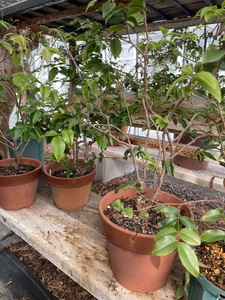 上郡町産 ジャボチカバの苗木（大）| ジャボチカバ 植物 フルーツ 珍しい おいしい 兵庫県 上郡町