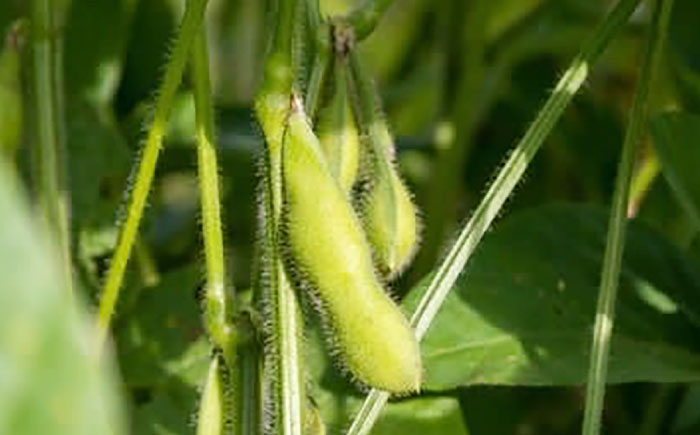 【2回定期便】 バランス農法 枝豆 計4kg (ユキホマレ/大粒ユキホマレ) | えだまめ ユキホマレ 食べ比べ 産地直送 北海道 | あぐりこ園 [BOAA004]