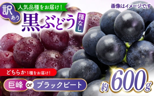 【訳あり】 こば農園 人気の黒ぶどう（巨峰 or ブラックビート）約600g 【合同会社 こば農園】 [ZFO007]