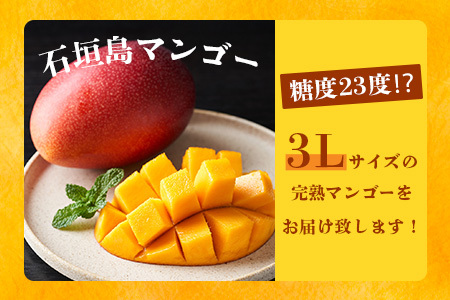 《2024年6月下旬～7月下旬発送》【先行予約】最高糖度20度！？ 完熟！3Lサイズ 石垣島マンゴー 約500g【家庭用】TF-10
