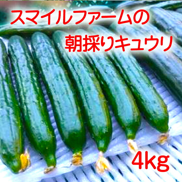 【ふるさと納税】朝採りきゆうり4kg 水郷野菜 水郷ブランド農産物 秀品 長さ20～25cm きゅうり