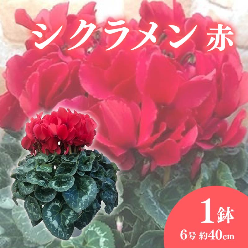 【ふるさと納税】 シクラメン 6号鉢 赤 花 鉢植え お花 フラワー 冬 季節 ガーデン ガーデニング 庭 贈答 プレゼント ギフト 植物 先行予約 2025年12月初旬 発送 オンライン決済 限定 鉢花 冬の花 インテリア 観葉植物 室内装飾 藤枝市 静岡県