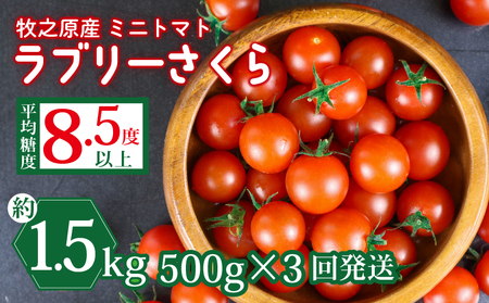トマト 予約受付  計1.5kg ミニトマト