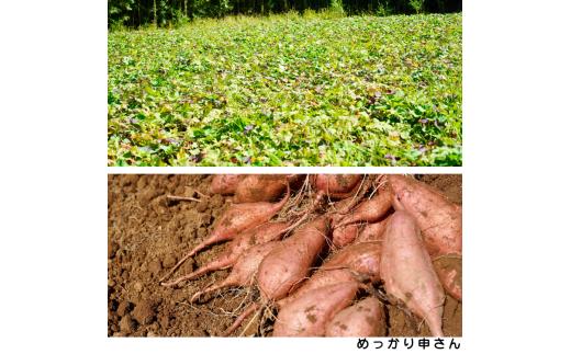 【  新物 11月～ 】 種子島  めっかり申さん 安納いも ( 生いも ) S サイズ 5kg　NFN629【300pt】