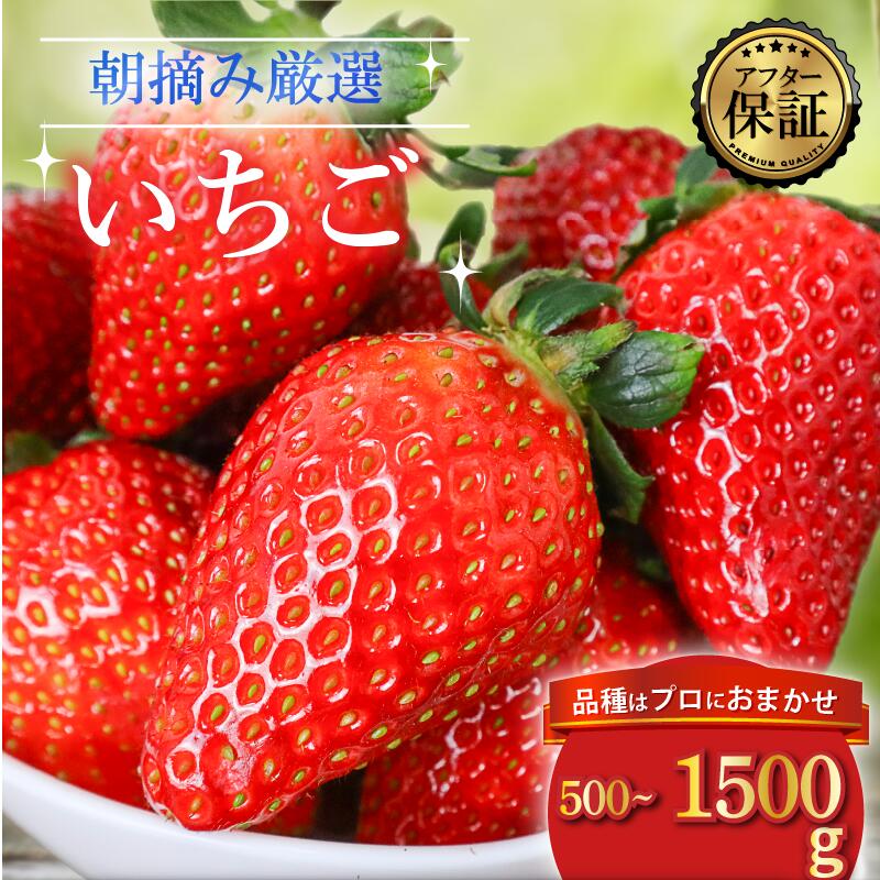 【ふるさと納税】 【2026年2月より発送開始】 品種おまかせ いちご 選べる 500g〜1500g 苺 とちおとめ やよいひめ おいCベリー かおり野 スターナイト 果物 くだもの フルーツ 果実 先行予約 おまかせ 品種 ジャム いちごジャム スイーツ ケーキ 千葉県 旭市 滑川いちご園