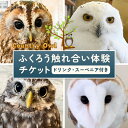 【ふるさと納税】ふくろう触れ合い体験 (ドリンク スーベニア付き) カントリーオウル フクロウカフェ《30日以内に出荷予定(土日祝除く)》和歌山県 岩出市 ふくろう 体験 フクロウ ふれあい体験 チケット 送料無料